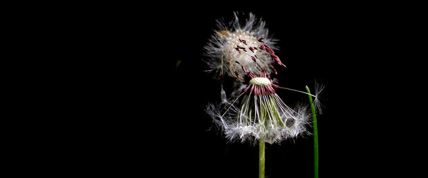 Banner image for: <h1>4K UHD Image Quality</h1><p>NEO S adopts RTD1619 DR hexa-core 64-bit A55 processor. </p><p>In addition to efficient and stable system, it has also equipped </p><p>with 4K UHD decoding and processing technology. BD UHD </p><p>Blu-ray disc and self-made media files are supported, and </p><p>up to 3840 x 2160 60Hz, HDR and BT.2020 wide range</p>